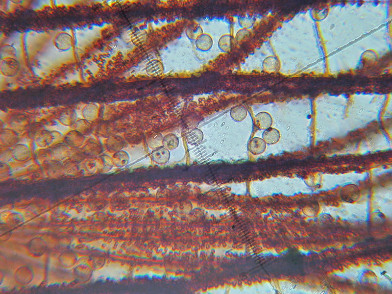 Dictidyum cancellatum